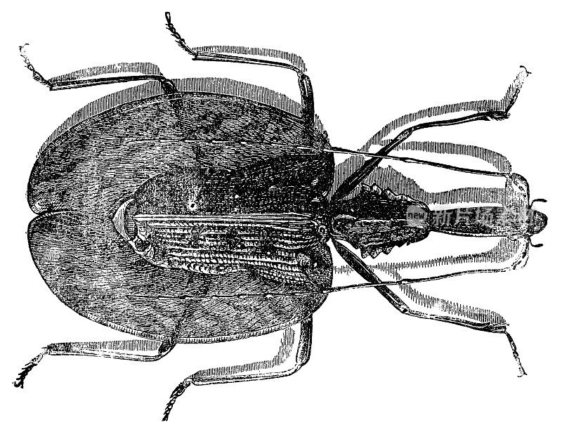 小提琴甲虫昆虫(Mormolyce Phyllodes) - 19世纪